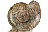 Free-Standing Fossil Ammonite (Hammatoceras) Pair - France #227337-2